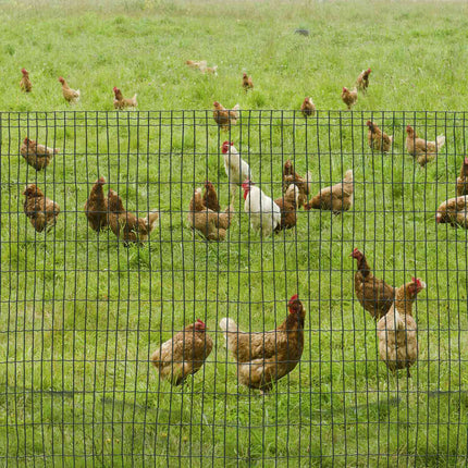 Gaas Hondenhek Gevogeltehek Gevogeltenet Kippenhek Hoedenhek Draadgaas Tuinhek Volièredraad Draadhek Rol Donkergroen 10 X 1,22 M