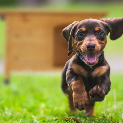 Wooden dog house with hinges